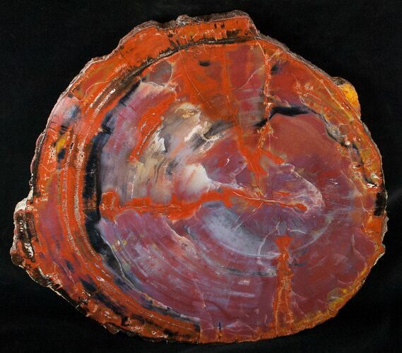 Red/Purple Arizona Petrified Wood Slab - #15551